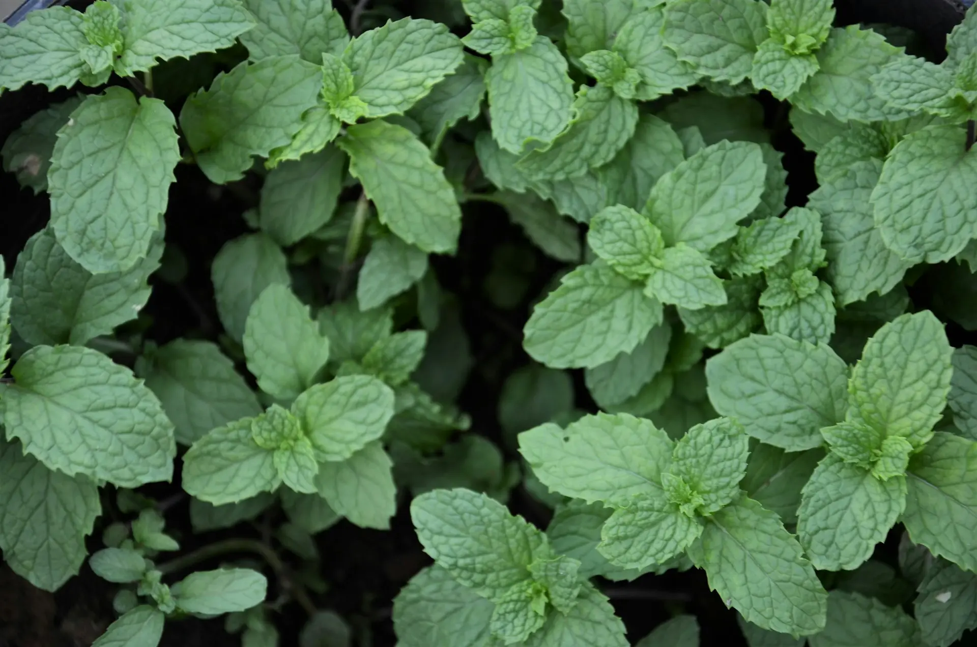 a close up of a plant with green leaves